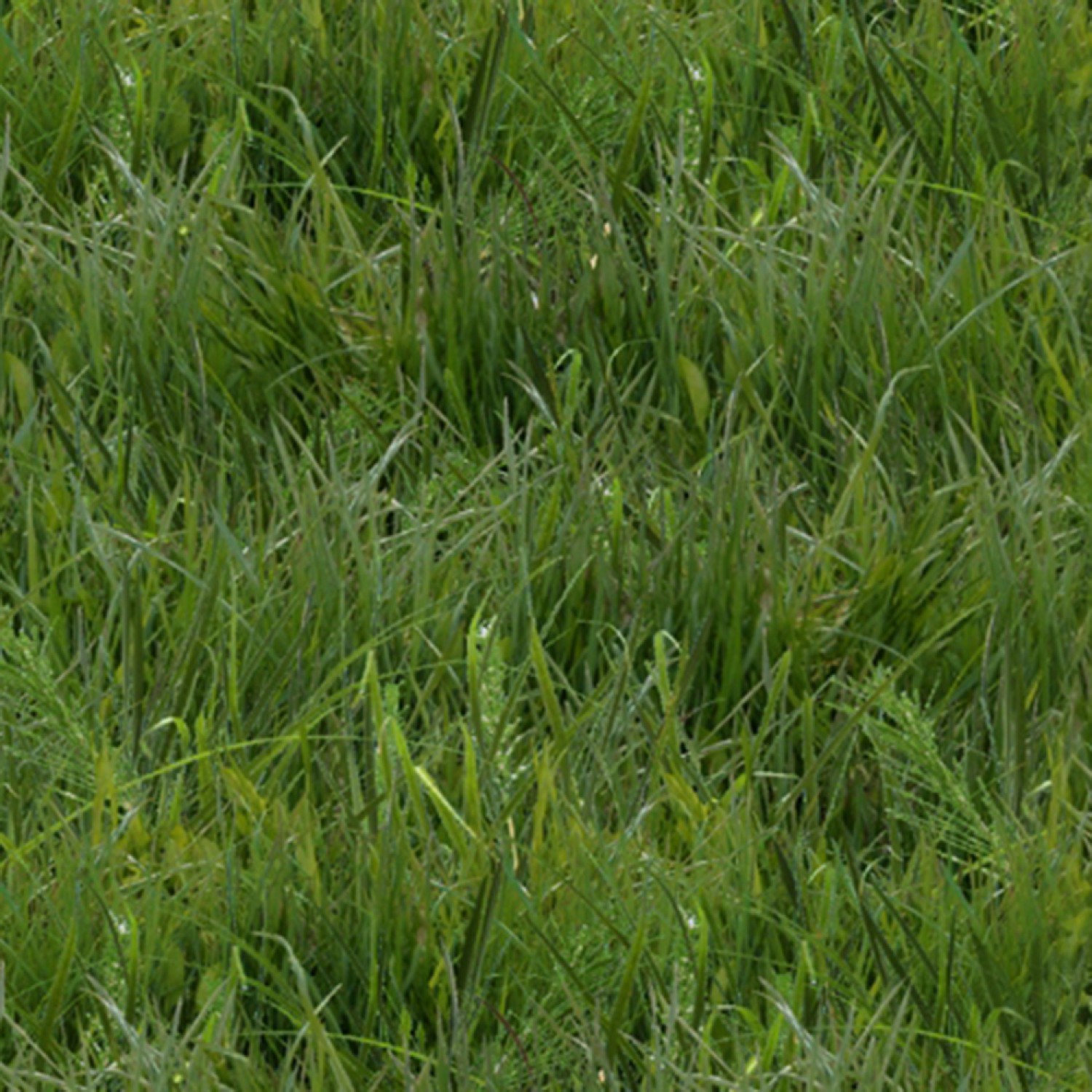 Green Grass Fabric