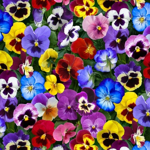 Multi Pansies All Over Fabric